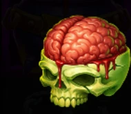 Brain Skull
